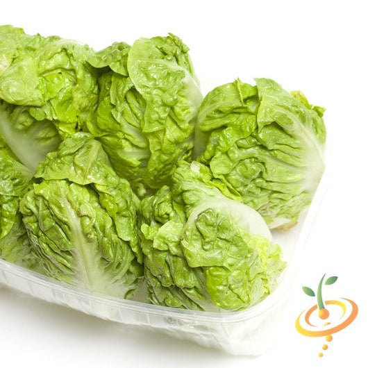 Fresh green lettuce heads in plastic container representing seed starter kit product