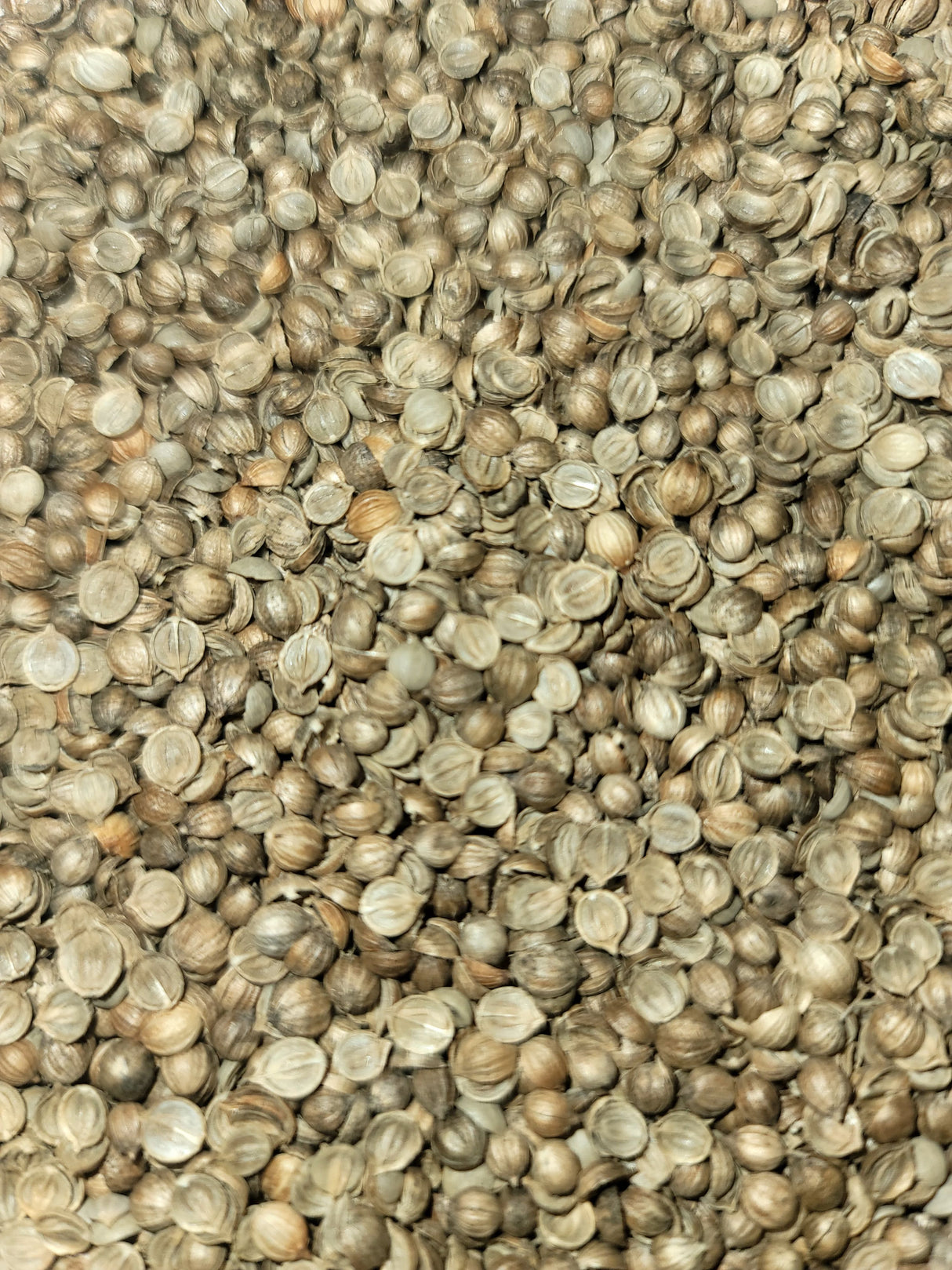 Close-up of slow-bolt cilantro (coriander) seeds from SeedsNow, showing split seeds in natural light.
