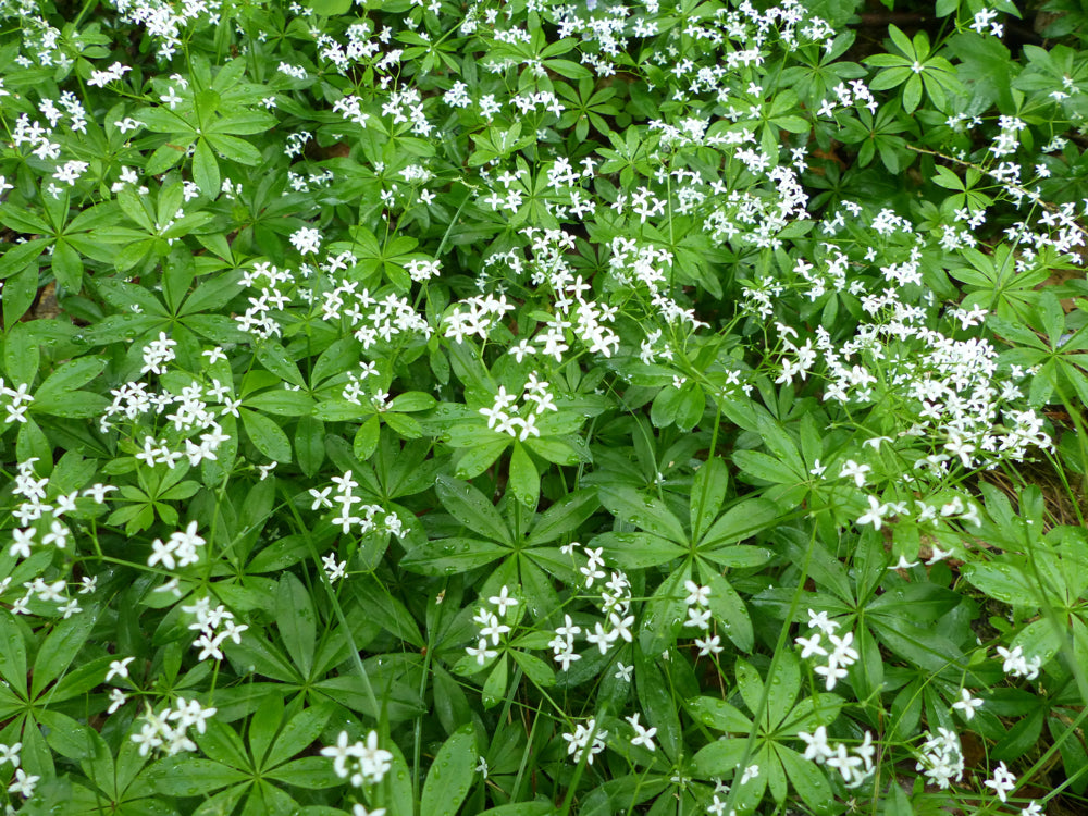 Sweet Woodruff seeds growing into green ground cover with small white star-shaped flowers