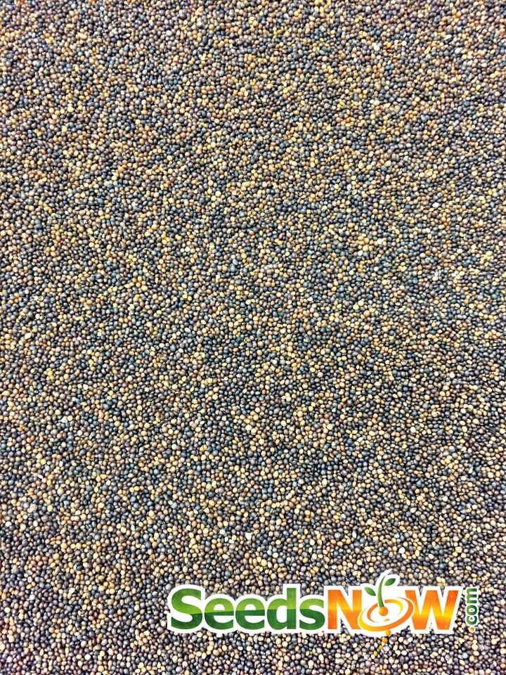 Close-up of thyme seeds for planting with SeedsNow branding