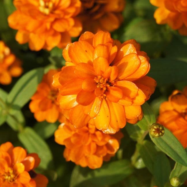 Buy Zinnia elegans Orange King flower seeds for sale from the USA now!