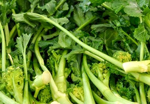 Close-up of fresh Broccoli Rapini Raab plant with dark green leaves and side broccoli shoots