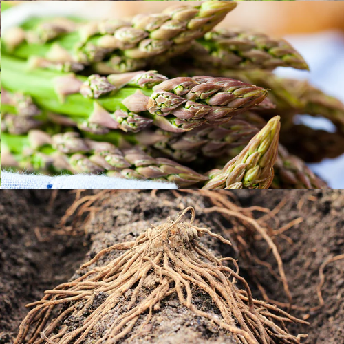 Two-year-old all male bare root asparagus crowns for higher yields