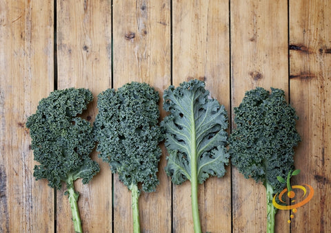 *FREE* Kale Seed Kit