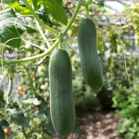 Cucumber - Marketmore - SeedsNow.com