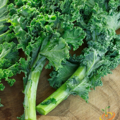 *FREE* Kale Seed Kit
