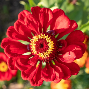 Zinnia, Cherry Queen Flowers seeds