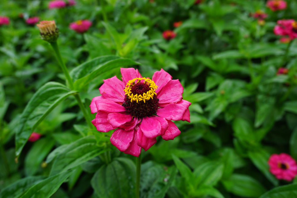 Zinnia, California Giant Mix Flowers seeds