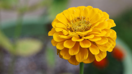 Zinnia, Canary Bird Flowers seeds