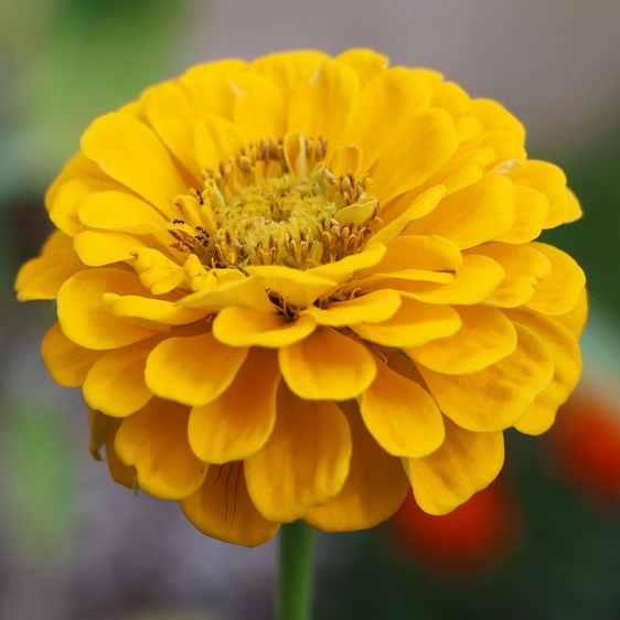 Zinnia, Canary Bird Flowers seeds