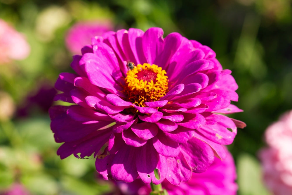 Zinnia, Luminosa Flowers seeds