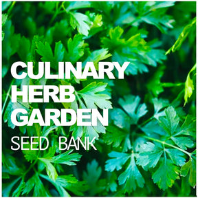 variety of culinary herb seeds in labeled resealable bags for planting