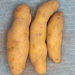 Organic Russian Banana fingerling potato seed from SeedsNow-Potatoes, showing elongated yellow-skinned tubers suitable for planting.