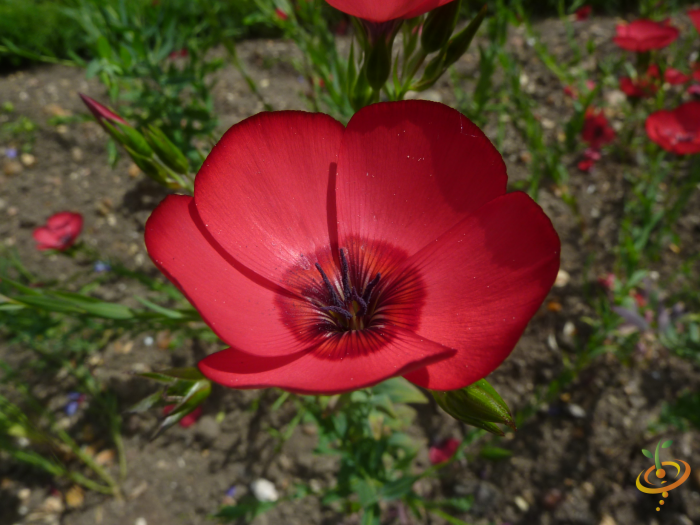 Wildflowers - Righteous Red Scatter Garden Seed Mix - SeedsNow.com