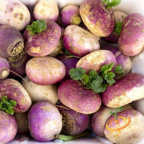 Heirloom non-GMO purple top white globe turnip roots with fresh green leaves