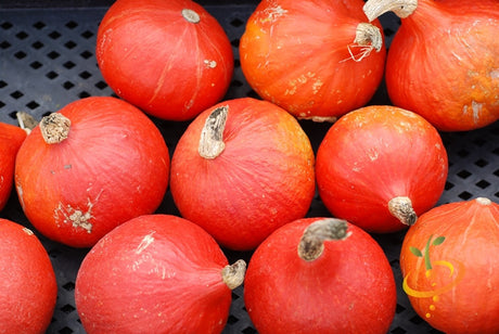 Red Kuri winter squash seeds from SeedsNow, showing vibrant orange seeds in a clear container.