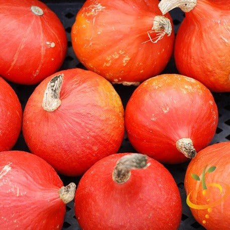 Red Kuri winter squash seeds from SeedsNow, displayed in a close-up image showing the seed packet with vibrant squash imagery.