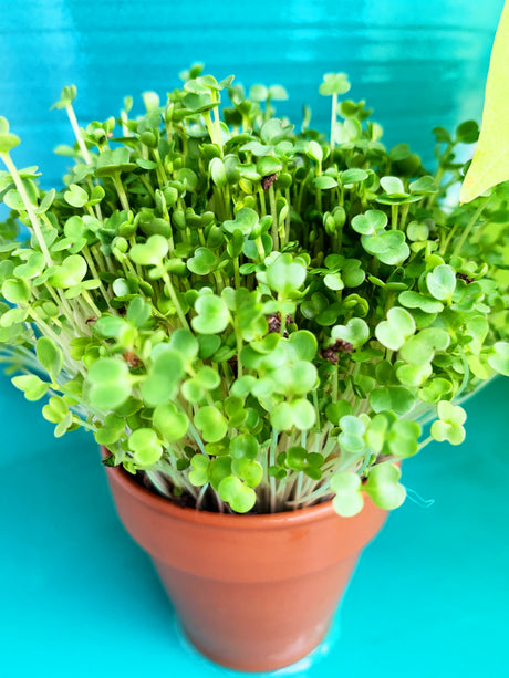 Fresh arugula microgreens sprouting from SeedsNow arugula seeds, vibrant green leaves on a growing tray.