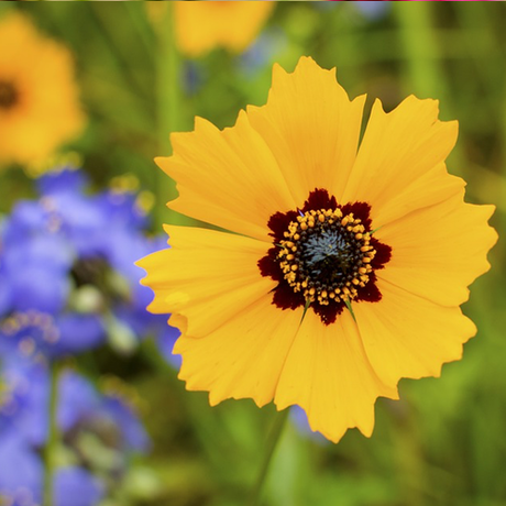 Wildflowers - Dryland Scatter Garden Seed Mix - SeedsNow.com