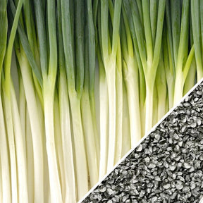 Tokyo Long White bunching onions with scallion seeds close-up