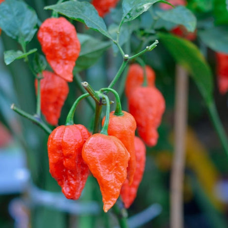 Pepper (Hot) - Ghost Chili/Bhut Jolokia 🔥🔥🔥🔥🔥🔥🥵 (HYBRID) - SeedsNow.com