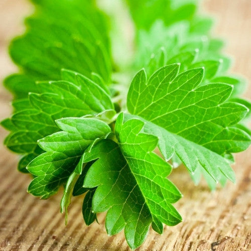 Salad Burnet herb seeds from SeedsNow, showing small green seeds ideal for planting and growing Salad Burnet herbs.