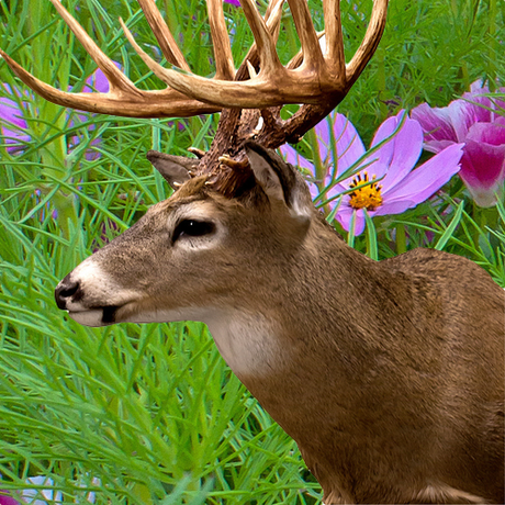 Wildflowers - Deer Resistant Scatter Garden Seed Mix - SeedsNow.com