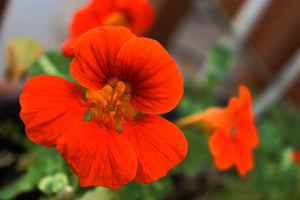 Nasturtium - Empress of India - SeedsNow.com