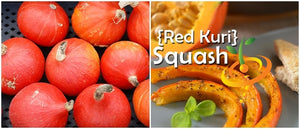 Red Kuri winter squash seeds from SeedsNow, showing a close-up of the seed packet with seeds and vibrant squash imagery.