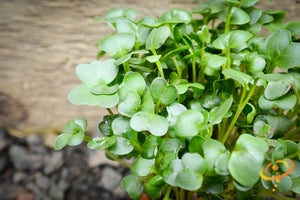 Sprouts/Microgreens - Radish, Classic.