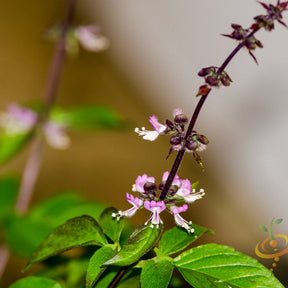Thai basil seeds from SeedsNow, showing fresh green basil leaves and seeds, ideal for culinary use and herb gardening.