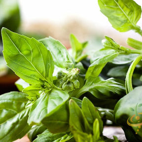Basil lime seeds from SeedsNow in a small packet, ready for planting or gardening, with a close-up view of seed details.